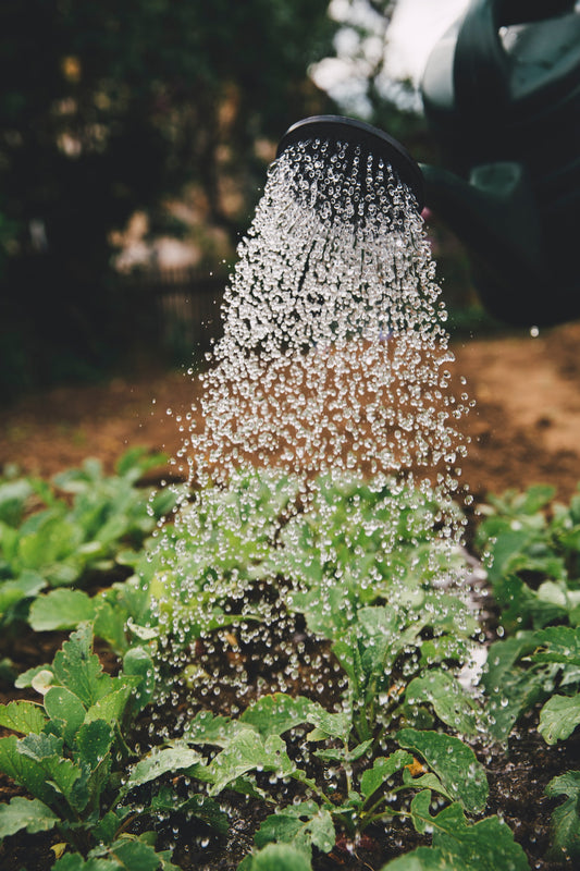 Watering plants and vegetables - Plant Protein